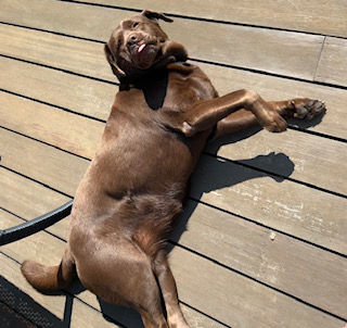 a photo of a chocolate lab laying in the sun