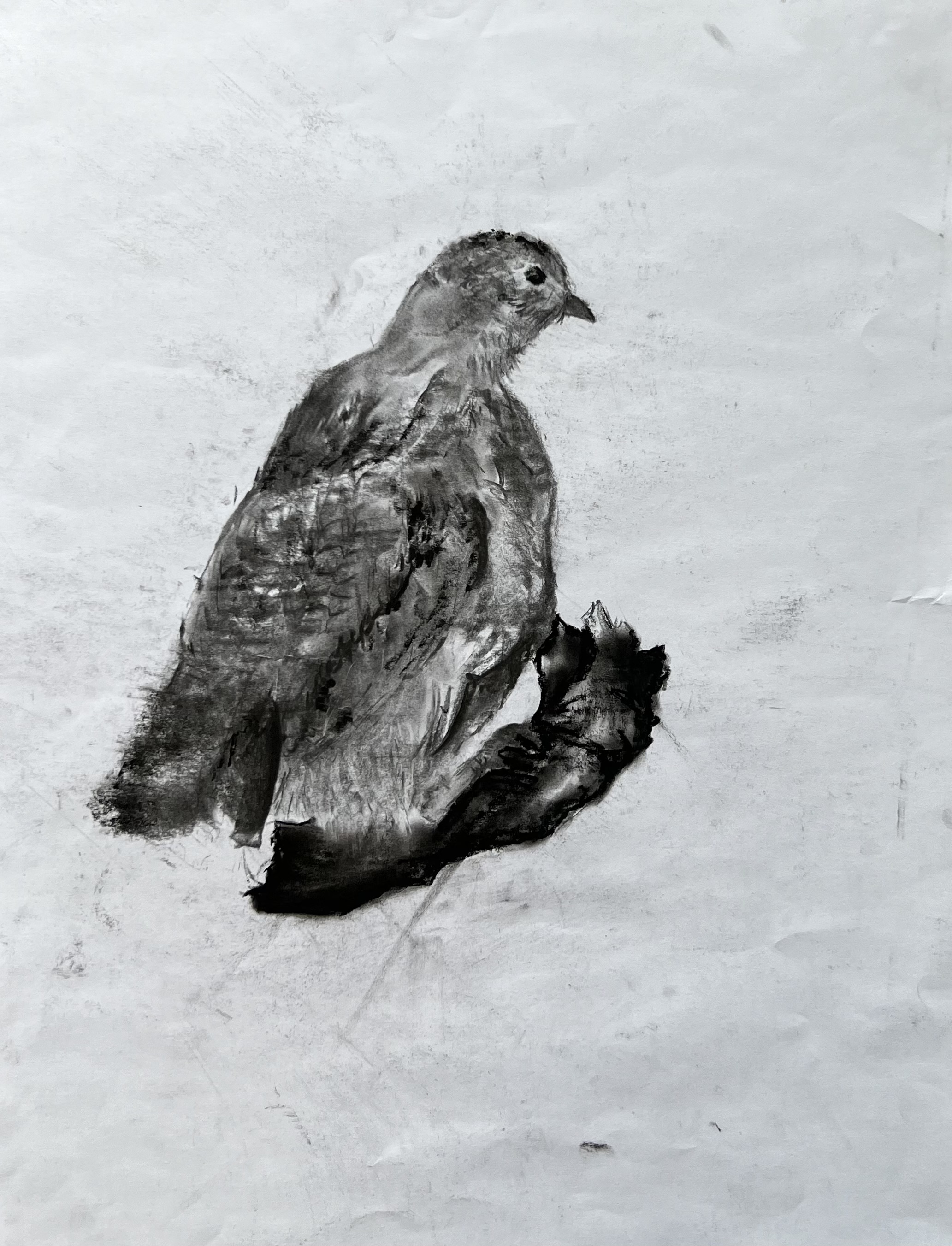 charcoal bird